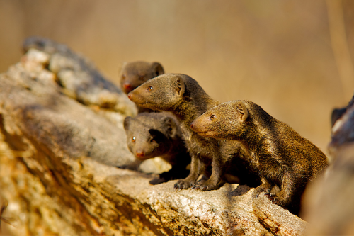 Group of dwarf mongooses